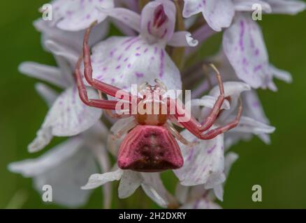 Female Pink Crab Spider, Thomisus onustus waiting on Heath Spotted Orchid, Dorset heathland. Stock Photo