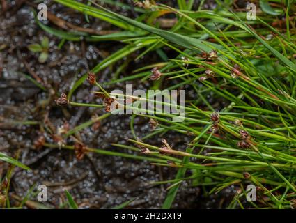 Heath Rush, Juncus squarrosus on damp peaty track, Purbeck, Dorset. Stock Photo