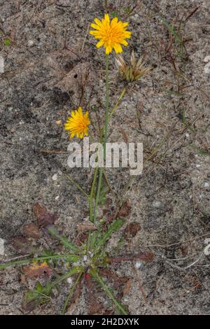 Cat's-ear, Hypochaeris radicata, in flower in sandy grassland. Stock Photo