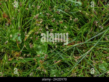 Bristle club-rush, Isolepis setacea, growing as a low sward in damp acid grassland, Purbeck. Stock Photo