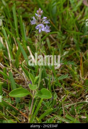 Heath speedwell, Veronica officinalis, in flower in heathy grassland, Dorset. Stock Photo