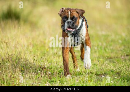 Brown black white Boxer dog with harness running in grass looking at the photographer surrounds with blurred foreground and background Stock Photo
