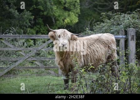 Left-Profile Close-Up Image of a Highland Cow, Facing Camera, on a Nature Reserve in Staffordshire, UK, in Autumn