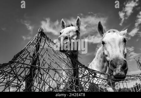 Detail of farm animals, horse riding and sport with horses Stock Photo