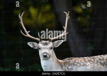 Male Fallow deer Buck in Shropshire, England, Britain, Uk Stock Photo