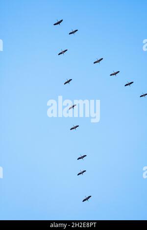 group of cranes flying in blue sky Stock Photo - Alamy