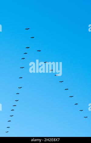 group of cranes flying in blue sky Stock Photo - Alamy