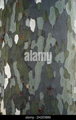 Platan, platanus or plane tree bark texture, background Stock Photo