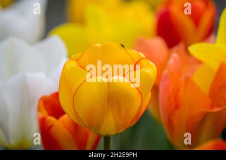 background of bright vibrant multicolored flowers with focus on one tulip in foreground Stock Photo