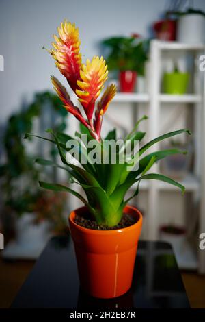 Potted Vriesea Bromelia Standard flower in full bloom standing in front of a flower stand. Cosy indoor shot with blurred flowers in background Stock Photo