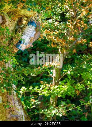 Using it's tail to hang from the branch of a tree in order to get bird seed at the bottom of the feeder and casually dangling while eating as the feed Stock Photo