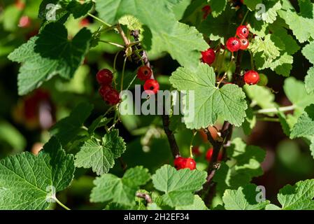 Red currants ripen on the shrub's twigs with green spring leaves in the rays of the sun. Red glassy berries. Stock Photo