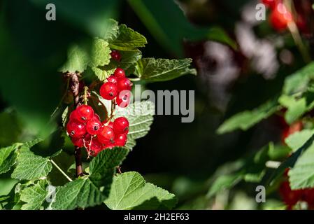 Red currants ripen on the shrub's twigs with green spring leaves in the rays of the sun. Red glassy berries. Stock Photo