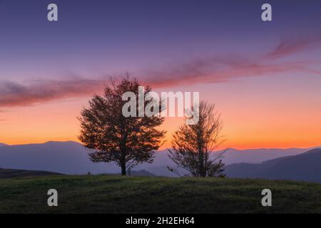 Beautiful trees on the hill in mountains at sunset in autumn Stock Photo