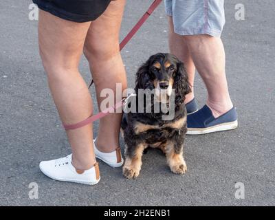 APPLEDORE, DEVON, ENGLAND - AUGUST 29 2021: Black and tan cocker spaniel dog with his humans, lead around their legs. Stock Photo