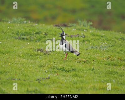 Northern Lapwing peewit or Green Lapwing (Vanellus vanellus) with windswept crest walking on grass in Northern Pennines of Cumbria, England, UK Stock Photo