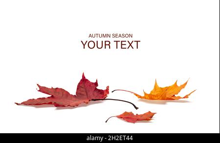 Collection of autumn leaves on white background. with shadows, clipping path  for isolation without shadows on white Stock Photo