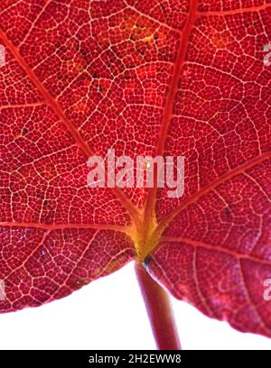 Close up of a red maple leaf (Acer) backlit on a white background Stock Photo