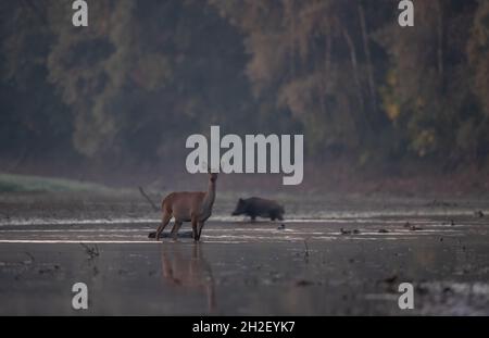 Hind (female red deer) and wild boar standing in shallow water on river coast in forest. Wildlife and species diversity in natural habitat Stock Photo
