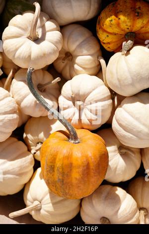 Cute little pumpkins in sunny autumn day, close up view Stock Photo