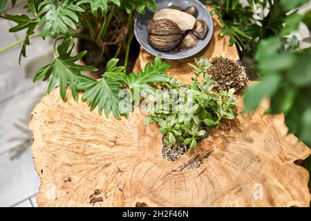 Wood surface cross section of elm tree. Live wood slab texture. Woodworking, carpentry, furniture production. Shallow depth of field. Stock Photo