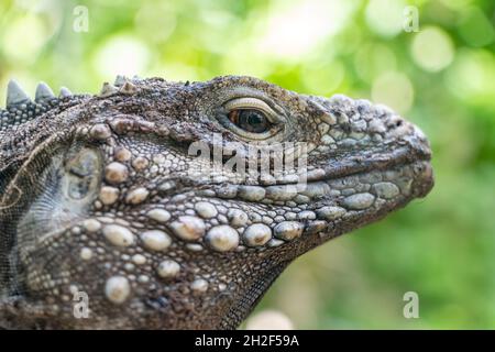 The portrait of the Cuban rock iguana (Cyclura nubila), also known as the Cuban ground iguana. Stock Photo