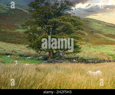 a flock of kerry hill sheep (Ovis aries) graze on pasture near mount Snowdon, Snowdonia National Park Wales UK Stock Photo