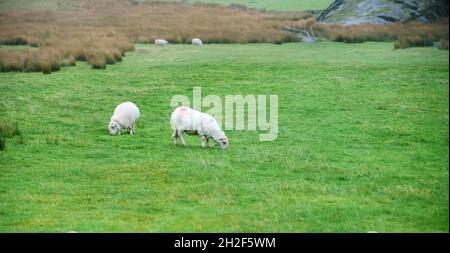 two kerry hill sheep (Ovis aries) graze on lush green pasture near mount Snowdon, Snowdonia National Park Wales UK Stock Photo