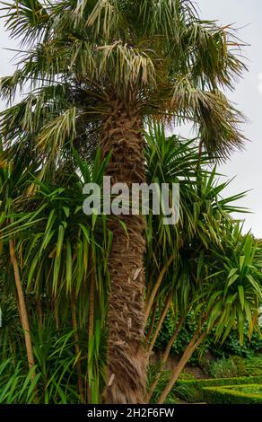 close up of a Chinese windmill palm aka windmill or Chusan palm (Trachycarpus fortunei) a species of hardy evergreen palm tree