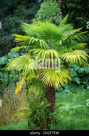 close up of a Chinese windmill palm aka windmill or Chusan palm (Trachycarpus fortunei) a species of hardy evergreen palm tree