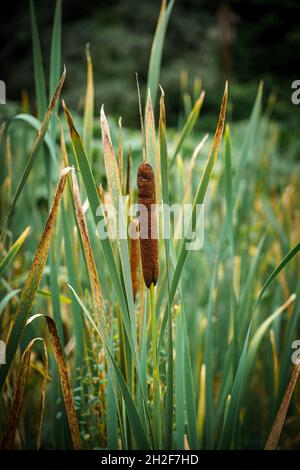 close up of late autumn Bulrush (Scirpoides holoschoenus) in Penrhyn Castle, Bangor Wales Uk Stock Photo