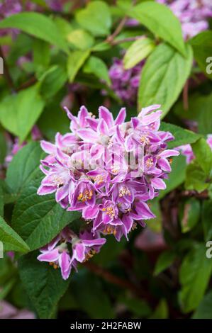 Close up of Deutzia x hybrida Mont Rose flower cluster a summer flowering fully hardy deciduous bushy shrub with purple pink flowers Stock Photo