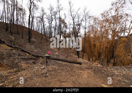 Burned forest in Attica, Greece, after the bushfires at Parnitha Mount ...