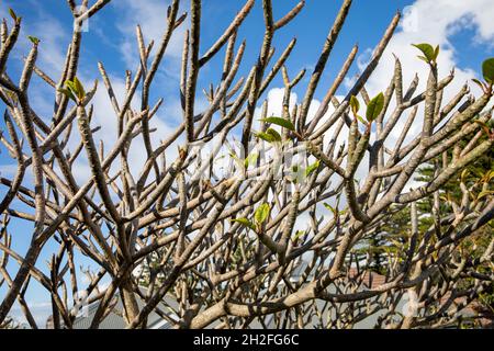 Frangipani tree, plumeria, on a spring day in Sydney, with new buds and shoots emerging ,Sydney,Australia Stock Photo