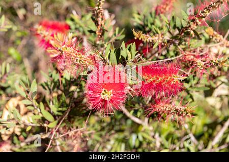 Callistemon viminalis, red flower weeping bottlebrush plant shrub in Sydney,Australia on a spring day Stock Photo