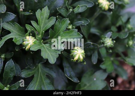 View of budding garden mums between leaves Stock Photo