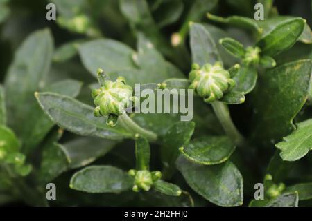 View of budding garden mums between leaves Stock Photo