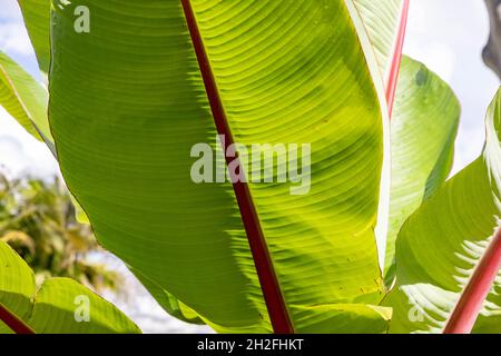Ensete ventricosum close up giant leaves of Abyssinian banana palm tree with bright red spine,Sydney garden,NSW,Australia Stock Photo
