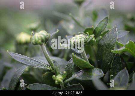 View of budding garden mums between leaves Stock Photo