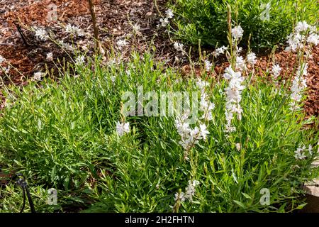 White flowers Gaura lindheimeri australian butterfly bush on a spring day flowering in a Sydney garden,NSW,Australia Stock Photo