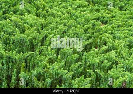 Blue Pacific shore juniper (Juniperus conferta) - Homosassa, Florida, USA Stock Photo