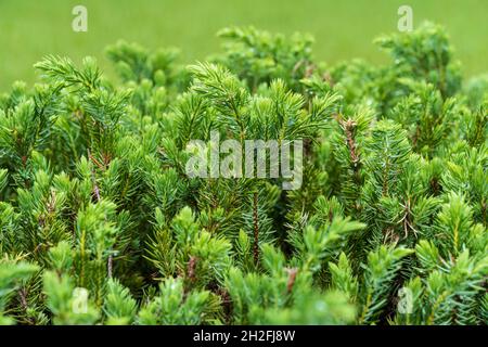 Blue Pacific shore juniper (Juniperus conferta) closeup - Homosassa, Florida, USA Stock Photo