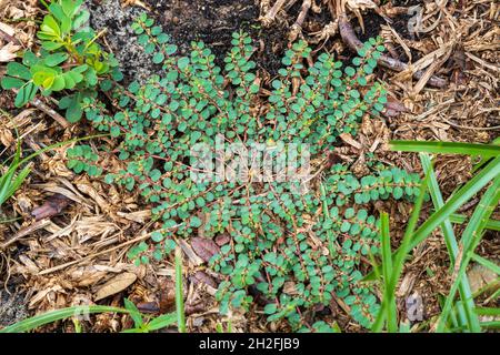 Spotted spurge (Euphorbia maculata) - Homosassa, Florida, USA Stock Photo