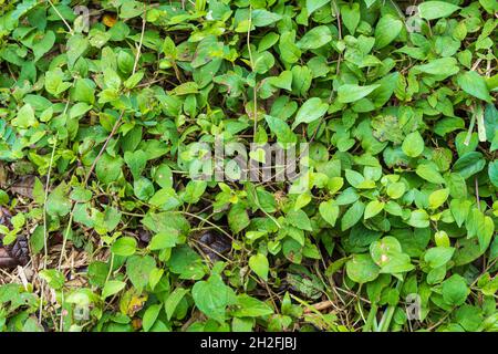 Stinkvine a.k.a. skunkvine (Paederia foetida) growing on the ground - Homosassa, Florida, USA Stock Photo