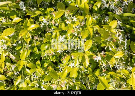 Trachelospermum jasminoides Chinese star jasmine or confederate jasmine or southern jasmine, here growing in Sydney Australia as groundcover white Stock Photo