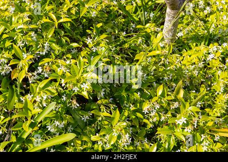 Trachelospermum jasminoides Chinese star jasmine or confederate jasmine or southern jasmine, here growing in Sydney Australia as groundcover white Stock Photo