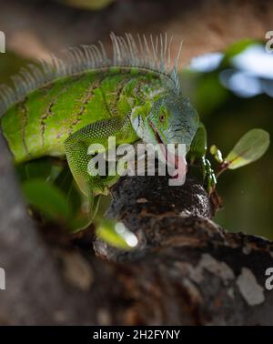 Lizard on the island of Sint Maarten in the Dutch Caribbean Stock Photo