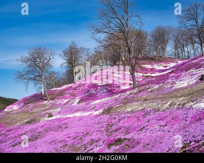 Higashimokoto Shibazakura Park, Hokkaido, Japan Stock Photo