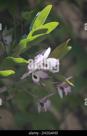 close up photo of the flower Dendrobium nobile Stock Photo