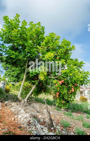 Ackee Tree With Fruits Stock Photo